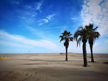 Scenic view of palm trees on beach against sky