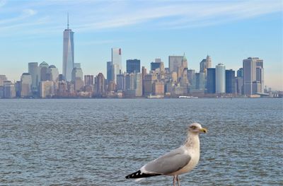 Seagull on sea against buildings in city