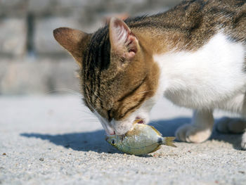 Cat is eating fish outdoor. close-up.