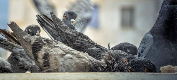 Close-up of bird eating