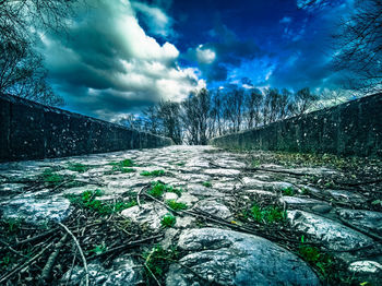 Scenic view of frozen plants against sky