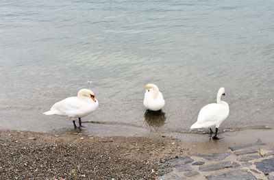 Swans on lake