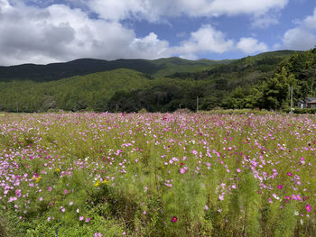 Scenic view of pink flowering plants on field against sky
