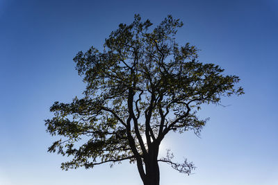 Low angle view of tree against clear blue sky