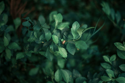 High angle view of flowering plant