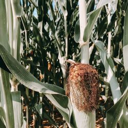 Close-up of plants growing on field