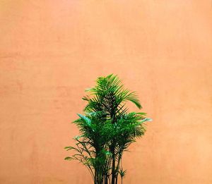 Close-up of palm tree against clear sky