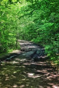 Dirt road amidst trees in forest