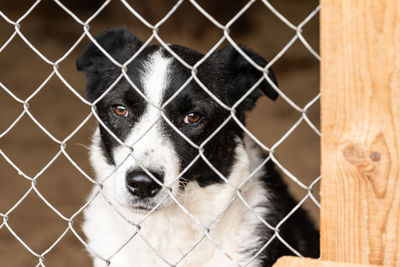 Portrait of dog seen through chainlink fence