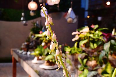 Close-up of white flowers on table at temple