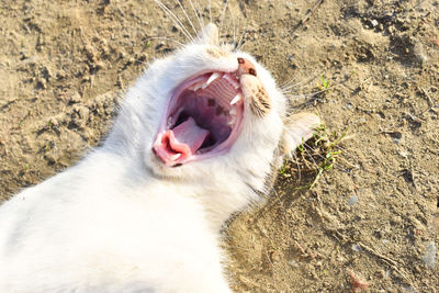 Close-up of a cat yawning