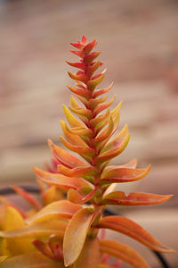Close-up of orange leaves during autumn