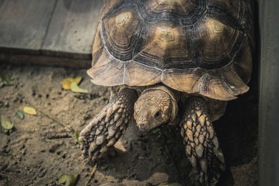 High angle view of a turtle