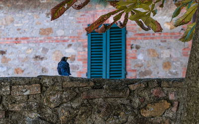 Bird perching on a wall