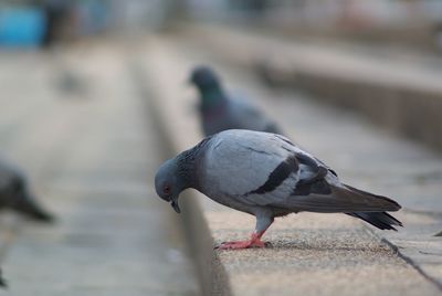 Close-up of bird perching on retaining wall