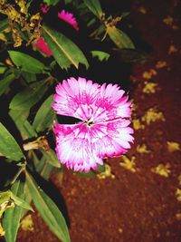 Close-up of pink flowering plant