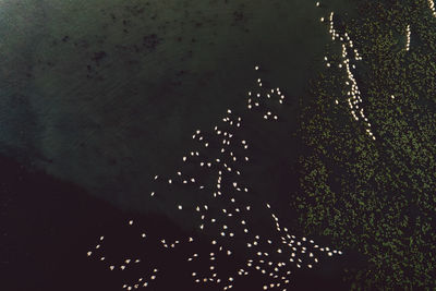 High angle view of illuminated swimming in lake at night