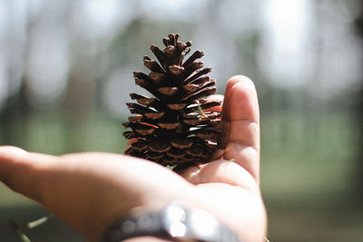 Close-up of hand holding leaf