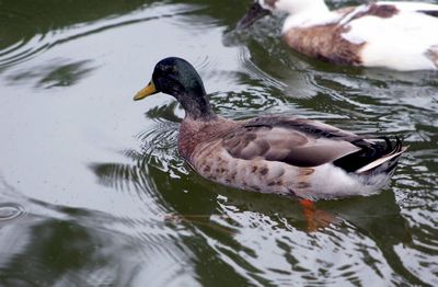 Duck swimming in lake