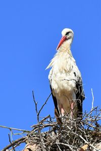 Low angle view of bird perching on nest against blue sky