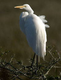 View of bird perching on tree