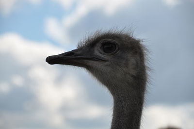 Close-up of a bird looking away