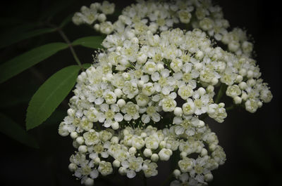 Close-up of white hydrangea flowers