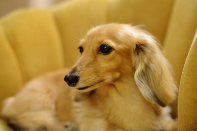 Close-up of dog looking away