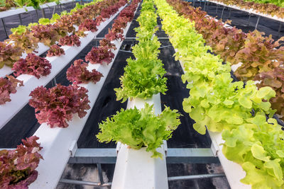 High angle view of potted plants by building