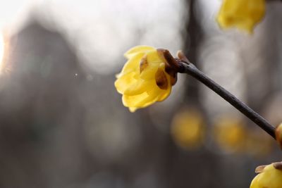 Close-up of yellow flower against blurred background