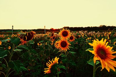 Sunflowers on field against clear sky