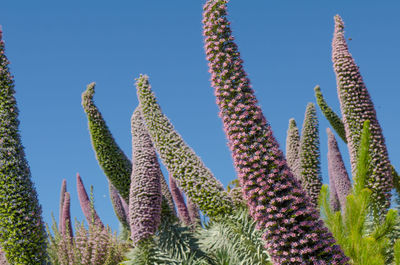 Low angle view of succulent plants against sky