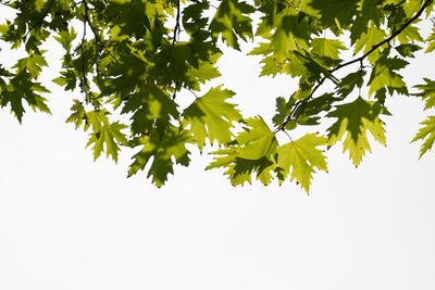 Low angle view of tree against sky