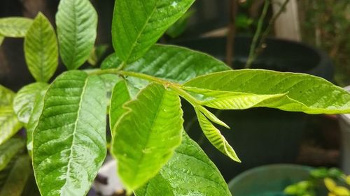 Close-up of fresh green leaves