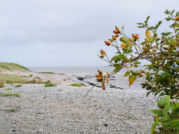 Plant growing on beach against sky