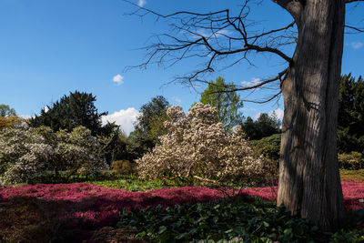 View of trees on landscape against sky