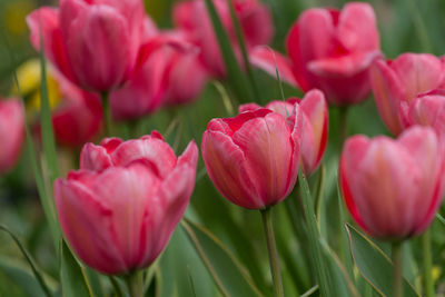 Close-up of pink tulips