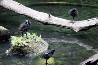 Birds perching on a lake