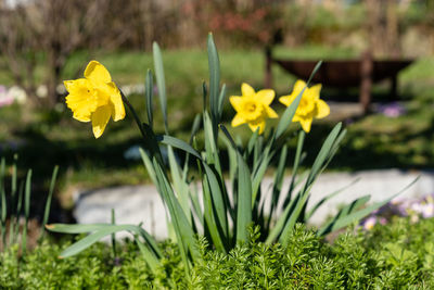 Close-up of yellow flowering plants