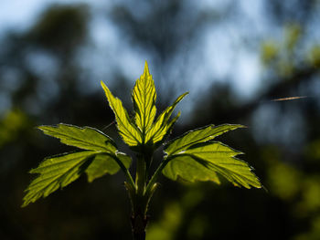 Close-up of fresh green leaves