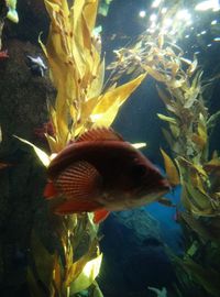 Close-up of fish swimming in aquarium