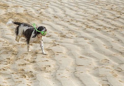 Dog on sand at beach