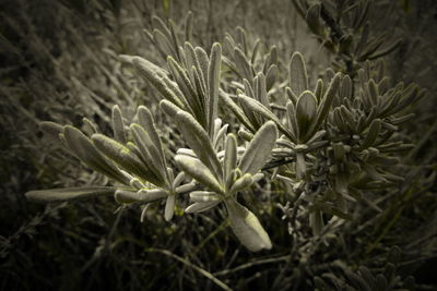 Close-up of white flowering plant