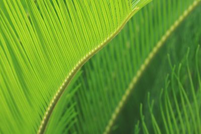 Close-up of palm leaves