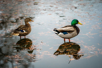 Ducks on the lake with reflection