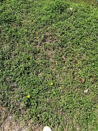 Full frame shot of flowering plants on land