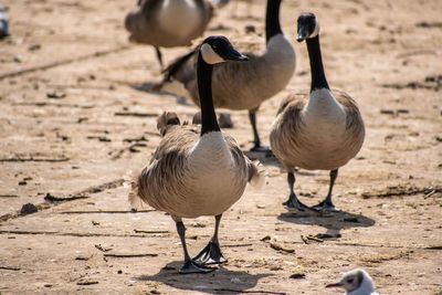 View of birds on sand