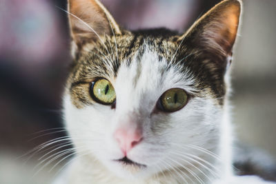 Close-up portrait of cat