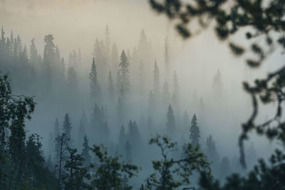 Low angle view of trees against sky