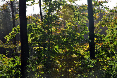 Trees in forest